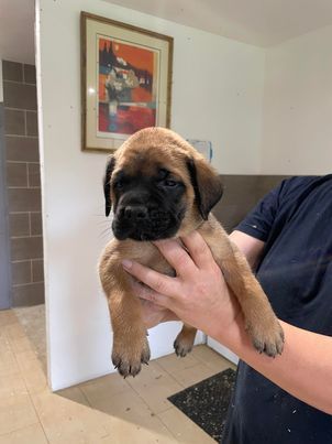 Du Fort Noir - Chiots disponibles - Mastiff